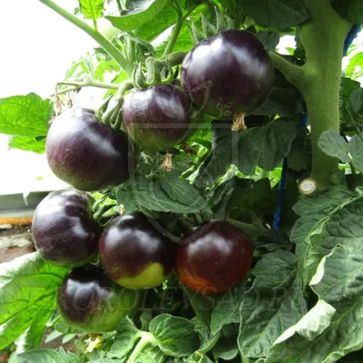Полосатые томаты – большой обзор | probotsad | Дзен