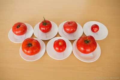 Большой оранжевый полосатый (Big Orange Stripe) - Б — сорта томатов -  tomat-pomidor.com - отзывы на форуме | каталог