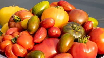 Семена томат СеДеК шоколадный полосатый 13028 1 уп. - характеристики и  описание на Мегамаркет