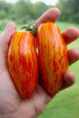 Семена томата Гном полосатый Энто с доставкой