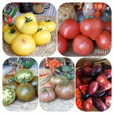Рекомендую: мои любимые сорта томатов для теплицы - Рамблер/женский