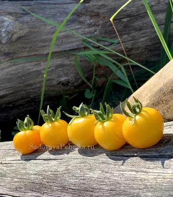 Биколоры и полосатые томаты - Биколоры и полосатые томаты - Каталог -  Tomatolivestyle