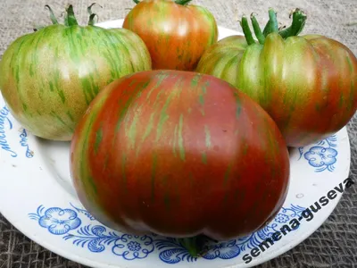 Самые вкусные сорта томатов из полосатых - мясистые, огромные,  неприхотливые в уходе