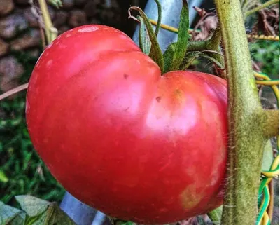 Чудо-помидоры: репатриантка вырастила \"бычье сердце\" в Израиле