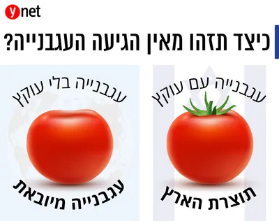 Как отличить израильские помидоры от импортных: запомните простое правило