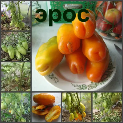 Эрос - Э — сорта томатов - tomat-pomidor.com - отзывы на форуме | каталог