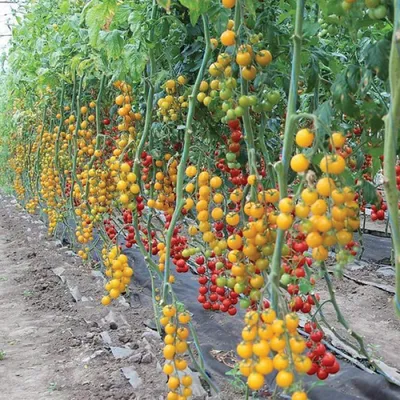 Купить помидоры в Минске - Свежие овощи в коробках