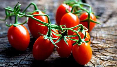 Семена томатов (помидор) Стар Голд F1 купить в Украине | Веснодар