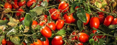 Почему томаты по-русски называются помидорами? - ЯПлакалъ