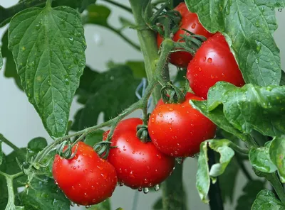 Выращивание томатов (помидоры) в теплице из поликарбоната