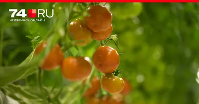 Чем дешевле, тем лучше: итоги теста помидоров - Росконтроль