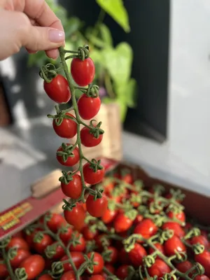 Семена томатов (помидор) Порпора F1 купить в Украине | Веснодар