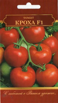 Чем подкормить и как поливать помидоры, чтобы они быстрее покраснели и  созрели и были вкусными: когда собирать томаты, что положить для ускорения  созревания - 12 июля 2023 - 74.ru