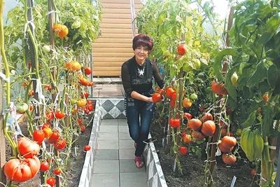 Семья под Воронежем вырастила помидор весом более 1,2 килограмма - МК  Воронеж