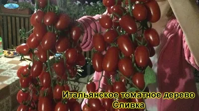 Жительница Минусинска рассказала, как вырастила самый большой томат в  России - Российская газета
