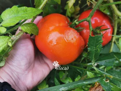 Обзор самых популярных сортов томатов, которые выращивают у нас! - YouTube