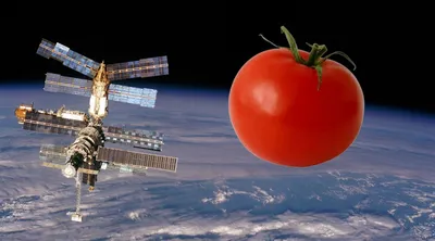 Названы 3 простых способа ускорить дозревание зеленых помидоров в домашних  условиях - МК