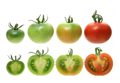 Ранние сорта томатов и помидоров: купить семена, описание, фото.