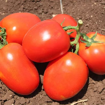 Выращиваю крупные и мясистые помидоры без теплицы. Забыла про подвязки,  кладоспориоз и другие тепличные проблемы | Посад | Дзен