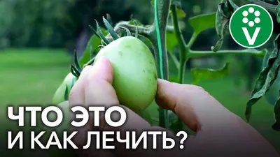 Пропавший помидор найден на космической станции спустя восемь месяцев |  Mixnews