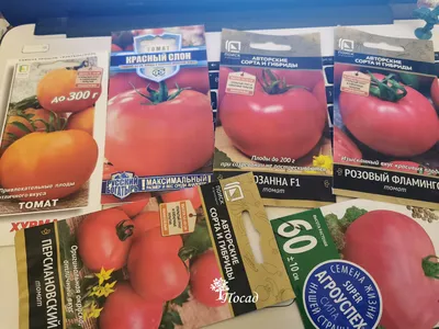 Курильчане поделились ценами на несезонные помидоры - Новости Сахалинской  области - astv.ru