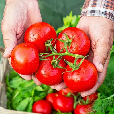 Семена инкрустированного томата Ляна розовая 3 г - купить в Украине -  westgard.com.ua