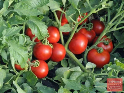 Купить семена томата Ляна розовая в Одесской области от компании \"СПД  Дубинчук\" -