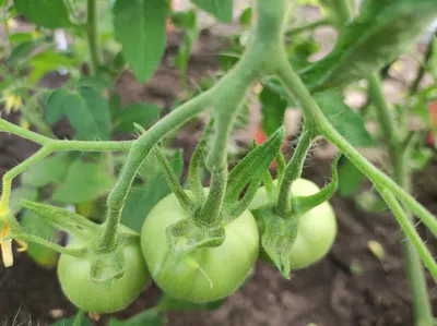 Семена томатов купить в Ростове-на-Дону по низкой цене