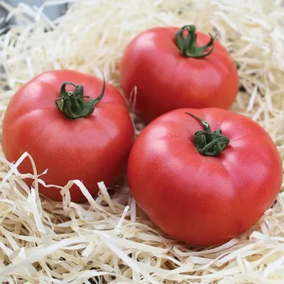 Семена инкрустированного томата Ляна розовая 3 г - купить в Украине -  westgard.com.ua