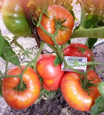 ▻ Семена томата (помидоров) Микадо ─ купить в интернет магазине в Украине