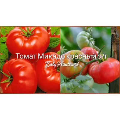 Купить семена Томат Микадо розовый в Минске и почтой по Беларуси