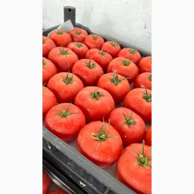 Купить семена Томат Микадо розовый 1 кг в Волгограде c доставкой по России  - «АгроОнлайн»