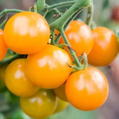 Семена томатов (помидор) Жираф купить в Украине | Веснодар