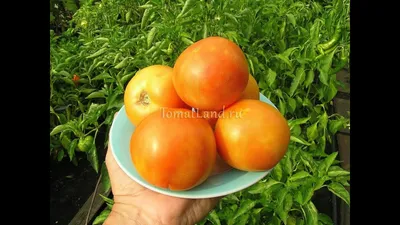 Помидоры(томаты) сорт ЖИРАФ, длительного хранения - YouTube