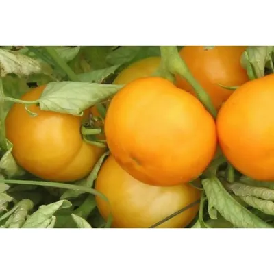Семена Помидоров (томатов) - Семена - купить у производителя Мульча.рф
