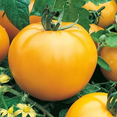Купить Семена томатов Артикул в интернет каталоге с доставкой | Boxberry