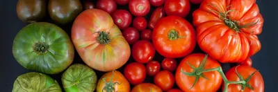 Коллекция семян «Лёжкие томаты» | ОГОРОД.сайт
