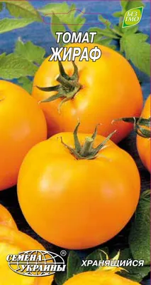 Как выращивать помидоры: от посева семян до высадки рассады - Good Harvest  | Семена | Удобрения | Средства защиты растений