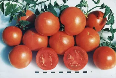 Сладкие плоды и устойчивость к болезням: какие сорта томатов порадуют  дачника хорошим урожаем