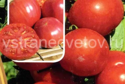Топ 10 сортов томатов в 2022 году - Good Harvest | Семена | Удобрения |  Средства защиты растений
