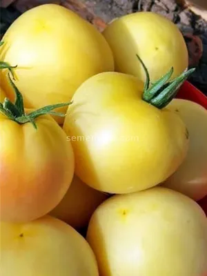 Какие сорта томатов подходят для длительного хранения