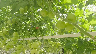 Что сажать после помидоров на следующий год: 6 культур, таблица севооборота  | ivd.ru