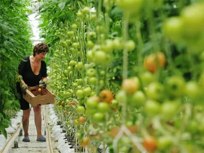 Что можно посадить после помидоров на следующий год, а что сажать не  следует | ВКонтакте