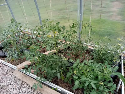Моя помидорная грядка: подкормка во время цветения | К новой загородной  жизни | Дзен