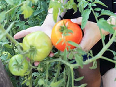 Собирать помидоры можно будет на месяц раньше, если таким раствором  \"угостить\" грядки - UssurMedia.ru