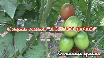 Соседи по грядке: совместимость растений в саду и огороде – Новости  Новороссийска