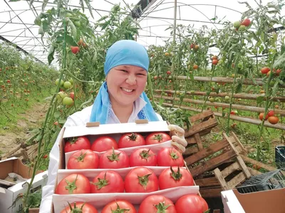 Уход за томатами в августе | На грядке (Огород.ru)