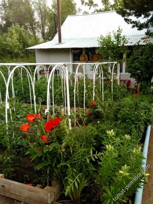 парниковый эффект. помидорные кусты в теплице и белый кот спит в борозде.  грядки в овощном саду. вертикаль Стоковое Изображение - изображение  насчитывающей продукция, рост: 225609105