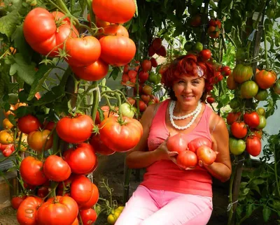 Грядки с томатами на даче (61 фото) » НА ДАЧЕ ФОТО