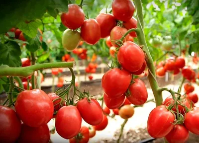 Агата - Альбомы - tomat-pomidor.com